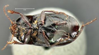 Media type: image;   Entomology 5679 Aspect: habitus ventral view